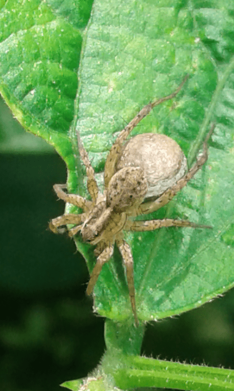 Lycosidae?  S, Pardosa sp.  - prov. PD